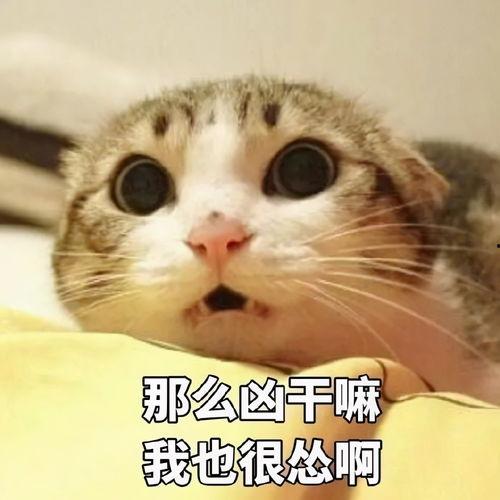 娱乐吃瓜君猫猫生气歌