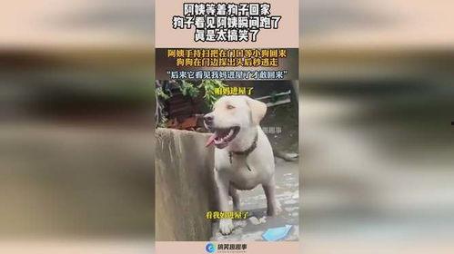 娱乐吃瓜酱阿姨卖小狗,娱乐吃瓜酱背后的温馨故事