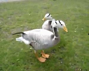 吃瓜娱乐鸭,揭秘娱乐圈幕后故事