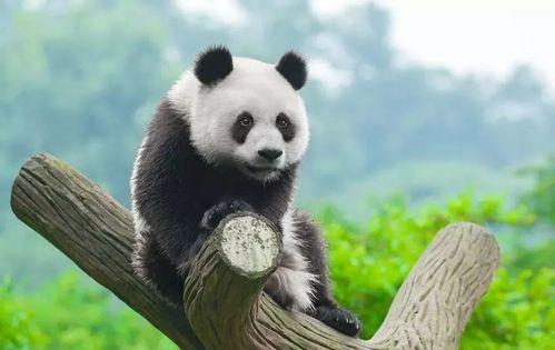 娱乐圈吃瓜熊猫,熊猫视角下的吃瓜盛宴